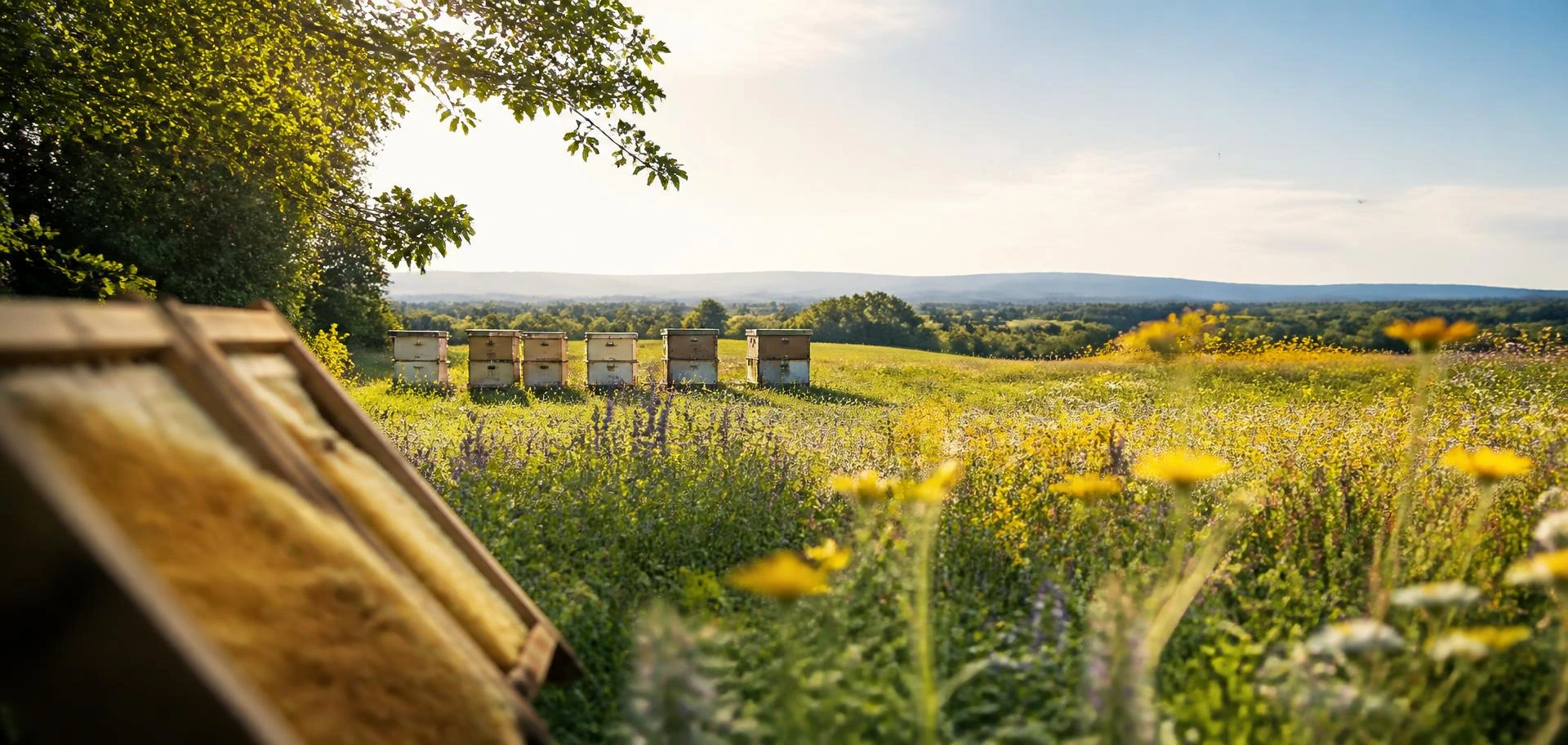 Beehives in a sunlit wildflower meadow